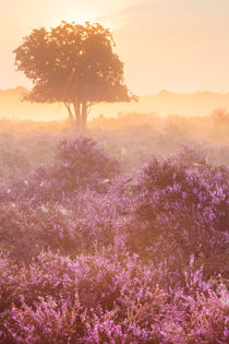 Fog over blooming heather near Hilversum, The Netherlands at sunrise von Sara Winter