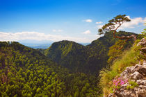 Pine tree at the Dunajec Canyon on the Polish border by Sara Winter