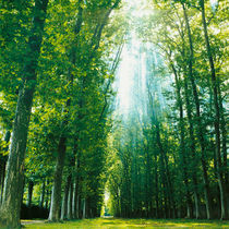 Allee in Versailles. by li-lu