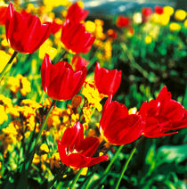 Tulpen. Farbenfrohe Frühlingsboten. von li-lu