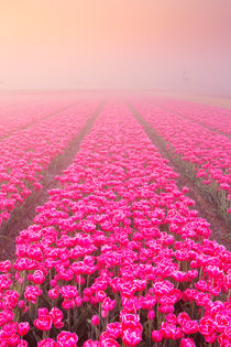 Sunrise and fog over rows of blooming tulips, The Netherlands von Sara Winter