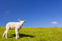 Texel lamb on the island of Texel, The Netherlands by Sara Winter