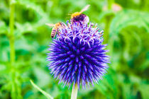 Mine! Wasp And Bee Fight Over Flower by Vincent J. Newman