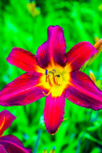 Scarlet Daylily von Vincent J. Newman