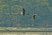 Kanada-Gänse im Flug von toeffelshop