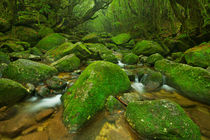 River along Shiratani Unsuikyo rainforest trail on Yakushima Island, Japan by Sara Winter