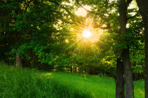 Sonnenstrahlen im Wald von darlya