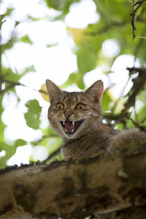 cat high up in tree meow by anja-juli