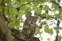 cat high up in tree meow von anja-juli