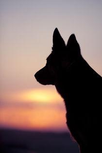 Hund Silhouette im Sonnenuntergang  by anja-juli