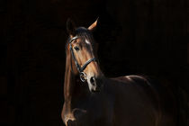 Noble horse with black background von anja-juli