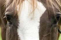 Horses eyes frontal by anja-juli