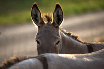 donkey looks over his friends back by anja-juli