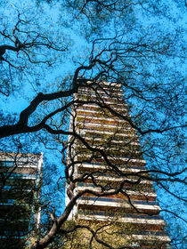 Building and Trees by Mauricio Santana