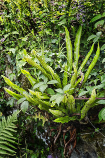 A Bird's Nest Fern von Colin Metcalf