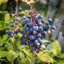 Blackthorn Berries by Colin Metcalf