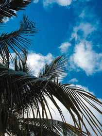 Sky behind the trees von Mauricio Santana