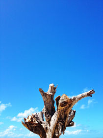 Trunk Tree von Mauricio Santana