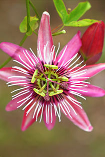 Passiflora 3 von Bernhard Kaiser