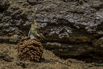 Chipmunk Harvestin by agrofilms