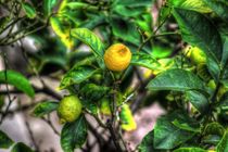 Lemon Tree von mario-s