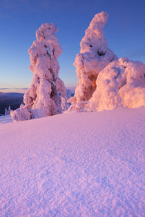 Sunset over frozen trees on a mountain, Levi, Finnish Lapland by Sara Winter