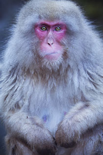 Japanese snow monkey sitting at hot spring in Jigokudani Park by Sara Winter