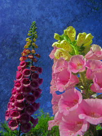   Two Foxglove flowers with textured background von Robert Gipson