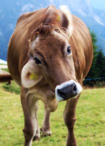 Friendly Cow by Philipp Tillmann
