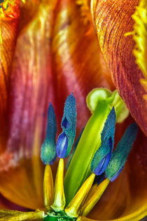 Heart of a Tulip von Vicki Field