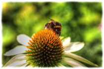 Bumblebee von mario-s