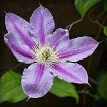 Clematis von Colin Metcalf