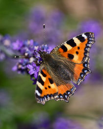 Small Tortoiseshell von Pete Hemington