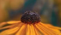 Flammende Blüte von Marcus Hennen