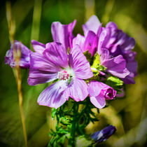 Pink Wild Flower von Colin Metcalf