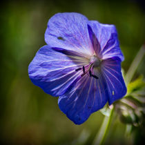 Purple Geranium by Colin Metcalf