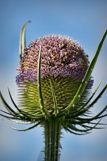Fuller's Teasel by Colin Metcalf