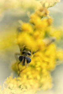 Flowers 4884 von Mario Fichtner