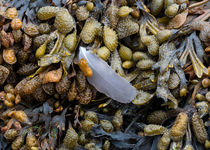 Bladderwrack and a gull's feather von Leighton Collins