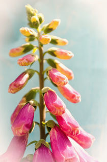 Foxglove von Jeremy Sage