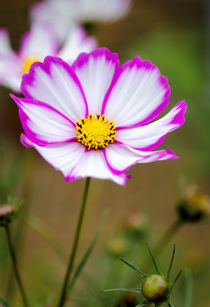 Pink and white von Jeremy Sage