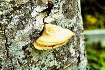 Clam-shelled Tree Fungus by Dan Richards