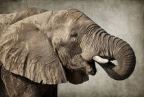Afrikanischer Elefant von AD DESIGN Photo + PhotoArt