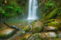 Rainforest waterfalls, Beauchamp Falls, Great Otway NP, Victoria, Australia by Sara Winter