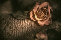 Die Rose von Sandro Mischuda