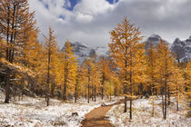 Larch trees in fall after first snow, Banff NP, Canada by Sara Winter