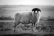 An Exmoor sheep. by David Hare