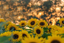 Sonnenblumenfeld von Dennis Stracke