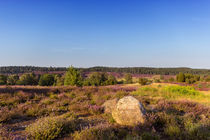 Lüneburger Heide by Dennis Stracke