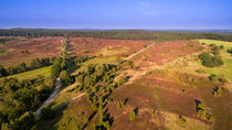 Lüneburger Heide by Dennis Stracke